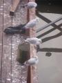 Praga 27 Praga 27