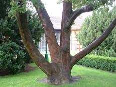 Albero nella pelle umana (Castello di Praga)